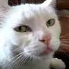 Cats And Kittens - @tomasgranados12 - TikTok