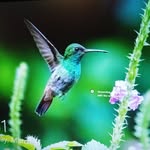 Tomás Grullón - @grullontomas - Instagram