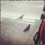 Tomas Michaud - @noelschildgenvkp - Instagram