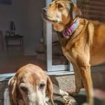 Wanda, Canela, Wallace y Tomás - @wanda_canela_wallace_tomas - Instagram