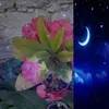 Tomasa Jimenez - @tomasajimenez4 - TikTok