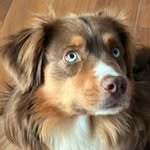 Zuzi 💕doggies - @tomi_le_aussie - Instagram