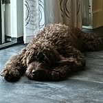 Bloom, Lucky,Tommie & Bruno - @bloomluckytommiebruno - Instagram