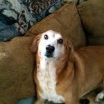 Tommie Graham - @spotteddogtx - Instagram