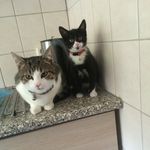Perry And Tommie - @perry_and_tommie - Instagram