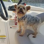 tommy aaron hughes - @tommy.the.yorkie - Instagram
