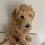 Tommy - Haagse Abel - @tommy.de.aussiedoodle - Instagram