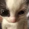 Tommy Barrera - @tommyb026 - TikTok
