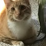 Tommy Bartholf - @tommybartholf - Instagram