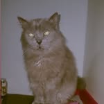 Tommy Benjamin
breed: nebelung - @tommyb.cat - Instagram