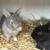💗🐰 Tommy&Billy 🐰💗 - @x_tommy_billy_x - TikTok