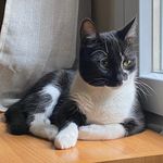 Tommy & Billy - @cat.bear.fox - Instagram