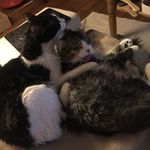 Tommy | Billy | 🧡 Berlin - @city.katzen - Instagram