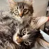 Tommy&Billy - @tommybilly29 - TikTok