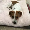 Tommydonuts - @tommy.billy.bodhi_puppie - TikTok