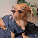 Tommy 🐶  Melbourne📍 - @tommylonnnngbottom - Instagram