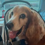 Tommy Bravo - @tommytravellerdog - Instagram