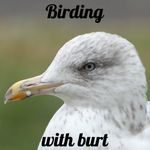 Tommy Burt - @birding_with_burt - Instagram