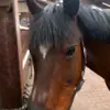 René_Tommy - @tommy_calletta_william - TikTok