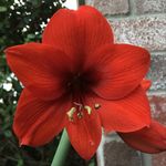 Tommy Castro - @tommycastro63 - Instagram