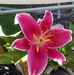 Tommy Chou - Facebook