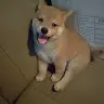 Tommy Chou - @2151396632 - TikTok
