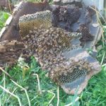 Tommy craddock - @beekeeper_03 - Instagram
