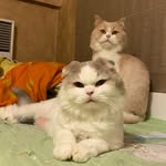 貓貓天地🐾🐈 - @tommy_jerry_daily - Instagram