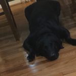 Tommy Decker - @shadowdadawg - Instagram