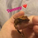 Tommy Edward Elliot Dodge - @tommy_edward_elliot_dodge - Instagram