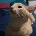 Tommy el mejor de todos - @tommy_el_insanoxd - Instagram