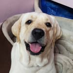Tommy Fernandes - @tommyelicious - Instagram