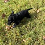 Tom Finney - @strutt_that_mutt - Instagram