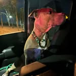 Tommy Gallagher - @niamh_the_pit - Instagram