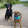𝐠𝐢𝐧𝐧𝐲 𝐚𝐧𝐝 𝐓𝐨𝐦𝐦𝐲 - @ginny_and_tommy - TikTok