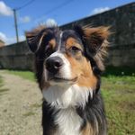 Toto - @tommy.grasshopper02 - Instagram