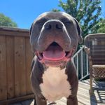 Tommy Guns - @its_tommy_guns - Instagram
