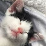 Tommy Harmon - @tommy_harmon119 - Instagram