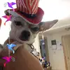 Tommy Hoffman - @2165386269 - TikTok