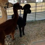 Tommy Jimenez - @tommy.jimenez21 - Instagram