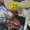 bhukku sumo tommy kale ❤️❤️ - @my4furryfriends - TikTok