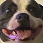 Tommy kane - @tommy_the_d0g - Instagram