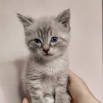 Котик Томми - @tommy_kotik - Instagram