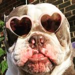 Tommy Larkin - @bailey_the_bulldog_and_dad - Instagram