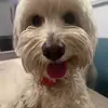 Tommy Leon - @tommy.leon08 - TikTok