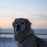 TOMMY LORD BENETICTUS - @tompsonthegolden - Instagram
