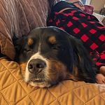Tommy Lovingood - @tommy_lovingood - Instagram