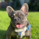 Tommy Luke - @tommybulldogfrances_2022 - Instagram