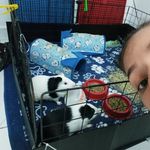 Tommy, Luke e Barthô pinscher - @tommyeluke.bartho - Instagram