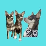 MabelTheChi1 - @mabel_reggie_tommy - Instagram